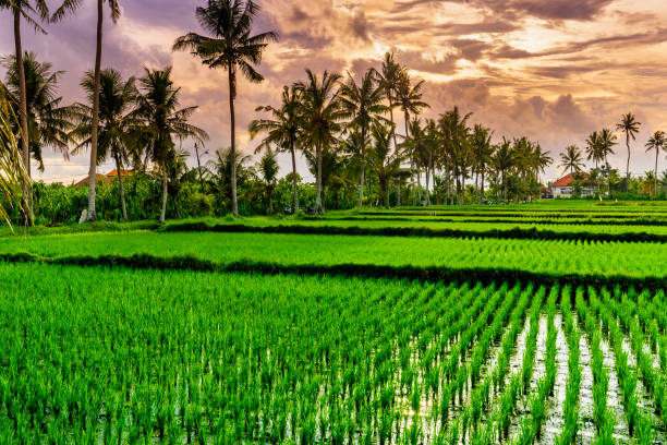 istock Sunset over rice fields in Ubud, Bali 1194251311