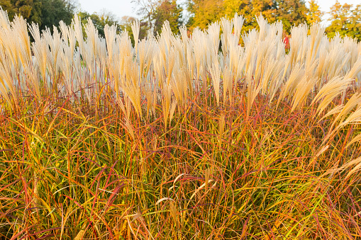 Fragment of decorative reed thickets with yellowed tall stems, leaves and seed heads close-up in selective focus in park in autumn, background