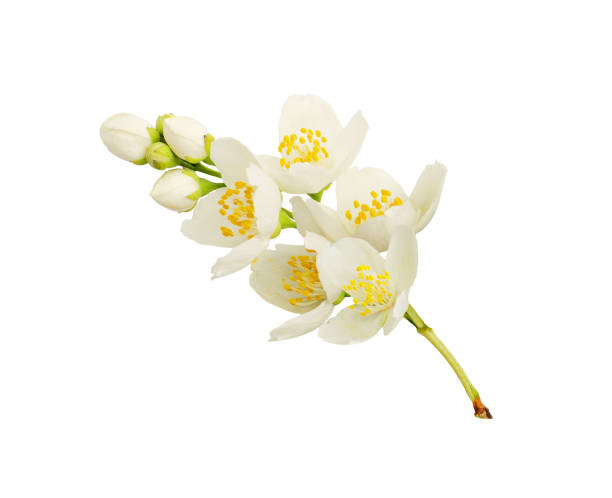 istock Twig of Jasmine flowers 1194252189