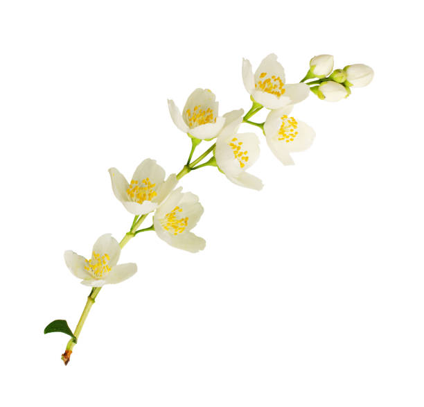 istock Twig of Jasmine flowers 1194252196