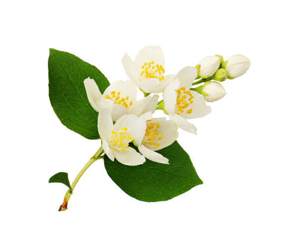 istock Jasmine flowers and leaves 1194252198