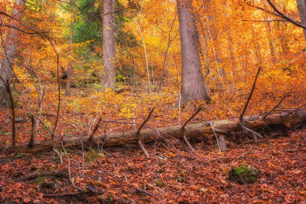 beautiful sunny forest, wild nature, outdoor travel background - leaf autumn falling tree imagens e fotografias de stock