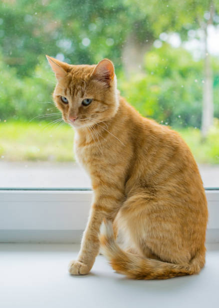 istock Redhead homemade cat sits on a white window sill. 1194252570