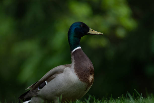 istock Duck in the park 1194252687