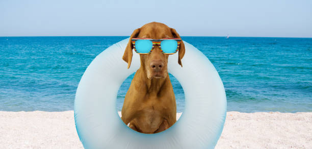istock dog summer vacations inside a blue inflatable float pool wearing sunglasses on the beach shore. 1194253305