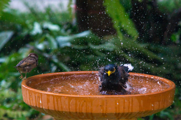 istock Little birds are take bath 1194253424
