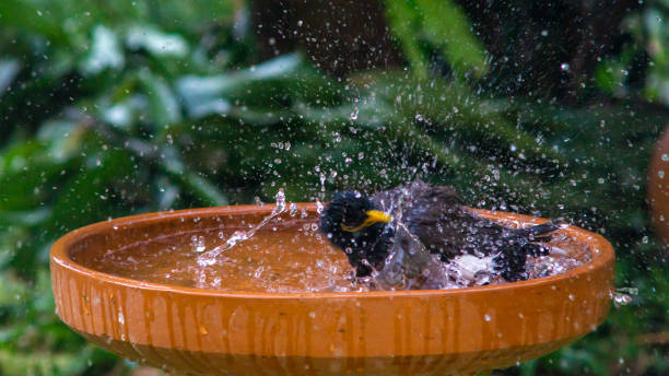 istock Little birds are take bath 1194253582