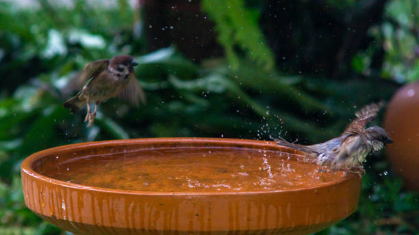 istock Little birds are take bath 1194253628
