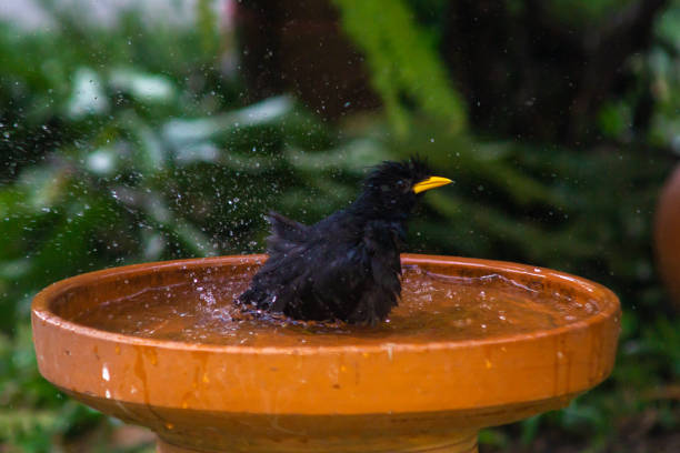 istock Little birds are take bath 1194253646