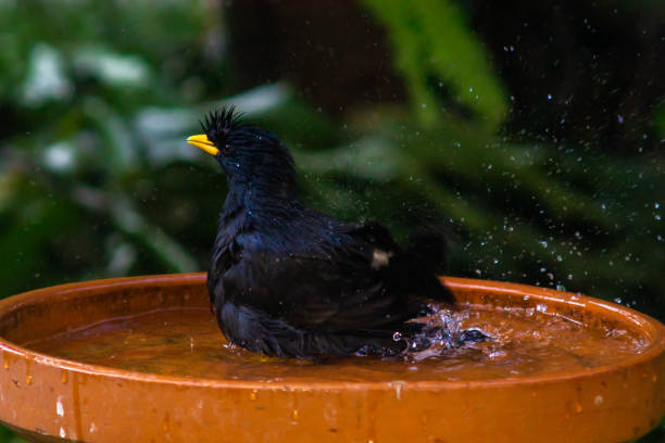 istock Little birds are take bath 1194253694