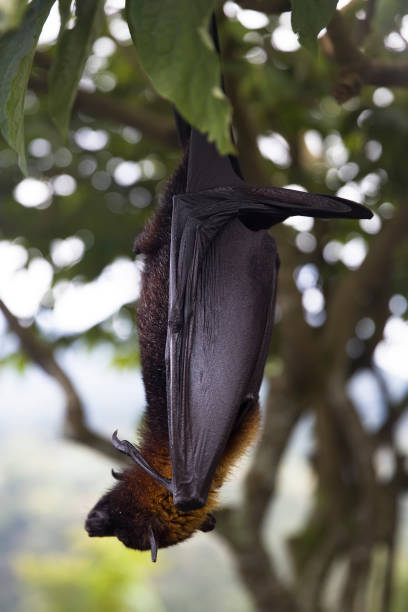 istock Large Flying Fox (Pteropus vampyrus) hanging in a tree at Bali Indonesia 1194253714