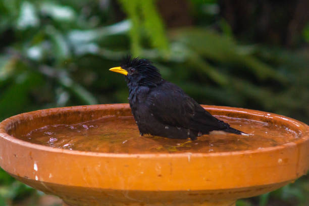 istock Little birds are take bath 1194253830