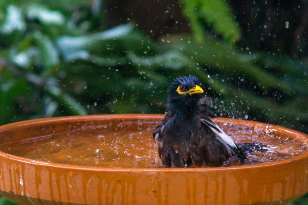 istock Little birds are take bath 1194253857