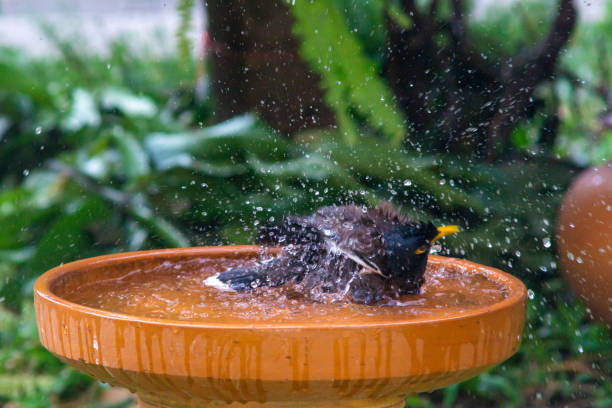 istock Little birds are take bath 1194253919