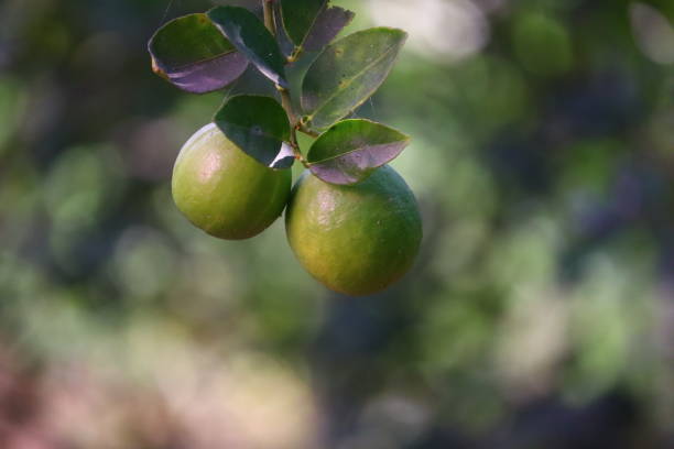 istock Citrus fruits (orange, lemon, grapefruit, mandarin, lime). 1194256073