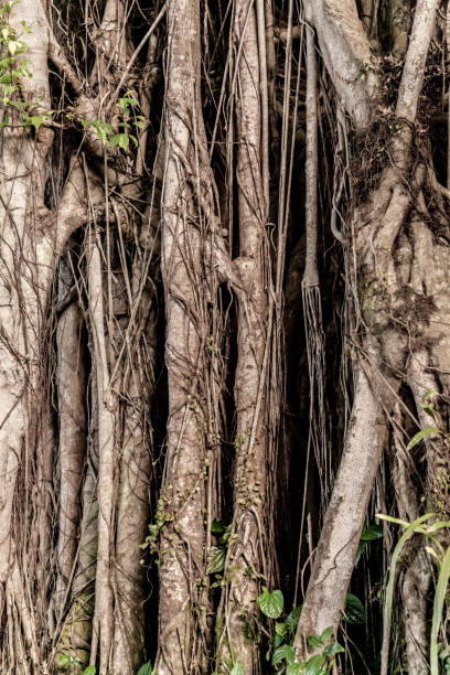 istock wood texture with big roots in singapore 1194256842
