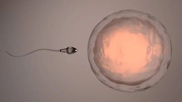 Spermatozoon moves to a human egg