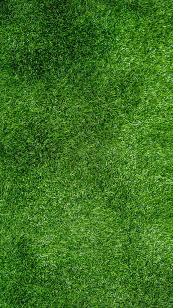Green Grass Background Stock Photo stock photo