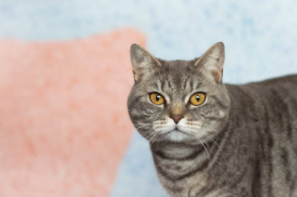 British cat, muzzle closeup.Gray striped cat with large eyes.