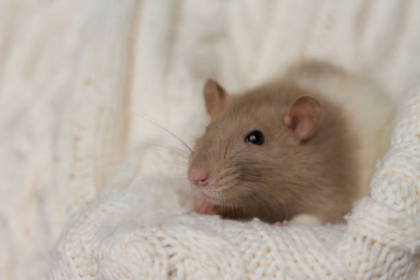 A brown and white rat in a dark narrow pipe, it is exploring its surroundings.