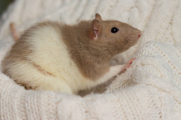 istock beige rat sits on a beige plaid, background with texture 1194261714