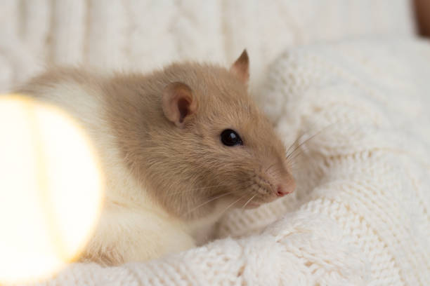 istock beige rat sits on a beige plaid, background with texture 1194261722