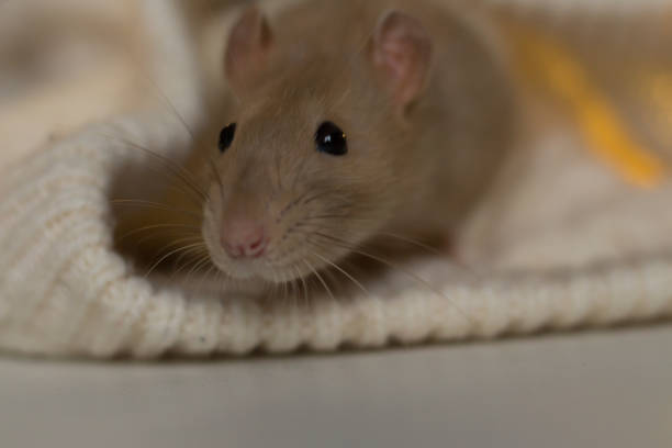 istock in the evening beige rat sits on a beige plaid, background with texture 1194262130