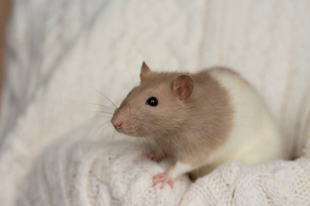 istock beige rat sits on a beige plaid, background with texture 1194262159