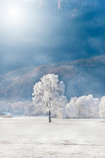 Hoarfrost covered birch on a mountain meadow in the Alps with fog and bright morning sun