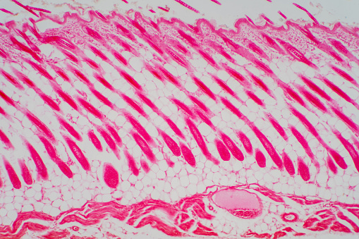 Cross section human skin head under microscope view for education pathology. Histological for human physiology.