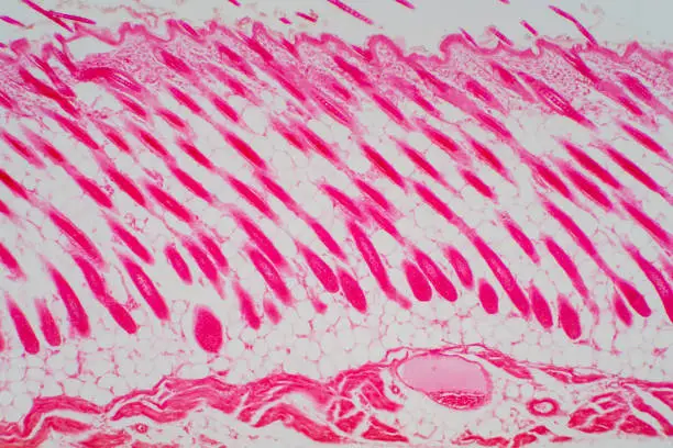 Photo of Cross section human skin head under microscope view for education pathology. Histological for human physiology.