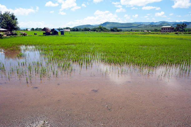 Rice paddy panorama, Inle Lake Life, Shan State, Myanmar. Waterlogged paddy field ripen the lush rice shoots, one of the local products at the picturesque fresh water Inle Lake with its tranquil waters, tributaries, inlets and floating agricultural gardens is the second largest  and highest altitude lake in Myanmar, with a rich wealthy hive of activity, cottage industry,  handicrafts and subsistence farming that makes it one of the most productive places for its ethnic group of Inntha, or Inn Tha self-sufficient farmers