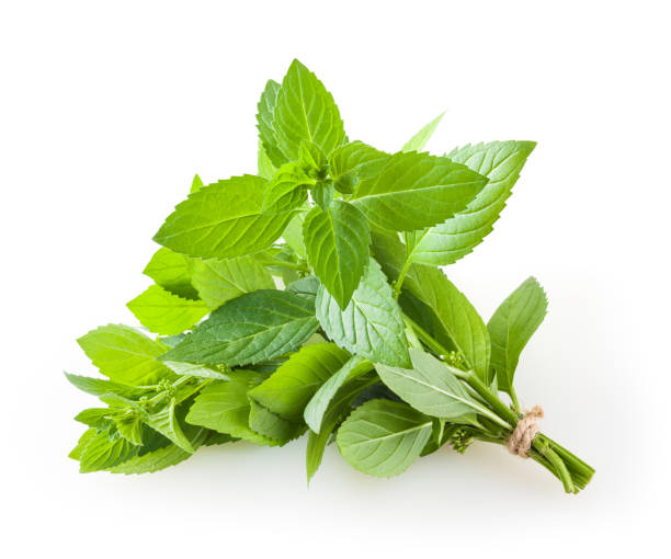 Bunch of mint isolated on white background