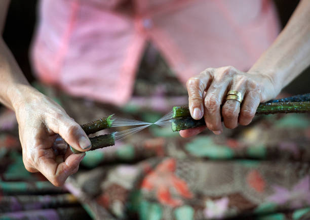 Lotus stem silk extraction, Inle Lake Life, Shan State, Myanmar. Lotus stem is twisted and stretched for silk thread sinew extraction, one of the local products at the picturesque fresh water Inle Lake with its tranquil waters, tributaries, inlets and floating agricultural gardens is the second largest  and highest altitude lake in Myanmar, with a rich wealthy hive of activity, cottage industry,  handicrafts and subsistence farming that makes it one of the most productive places for its ethnic group of Inntha, or Inn Tha self-sufficient farmers
