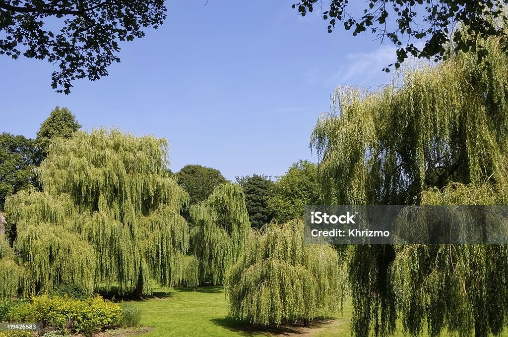 Weeping Willows  Beauty In Nature Stock Photo