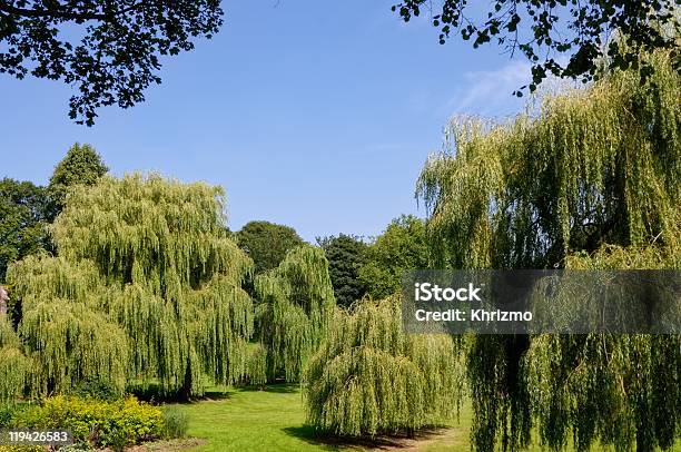 Weeping Willows Stock Photo - Download Image Now - Beauty In Nature, Bush, Carlisle