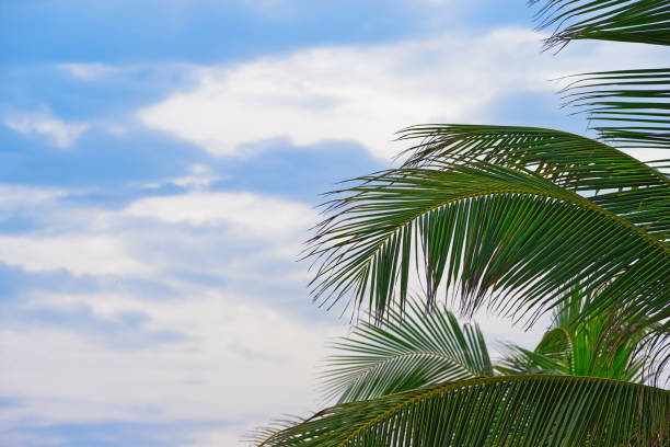Palm tree branches and leaves against blue cloudy sky