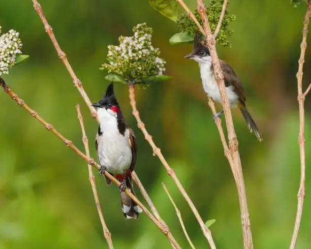Photo of Red whiskered Bulbul bird and juvenile perching in natural habitat