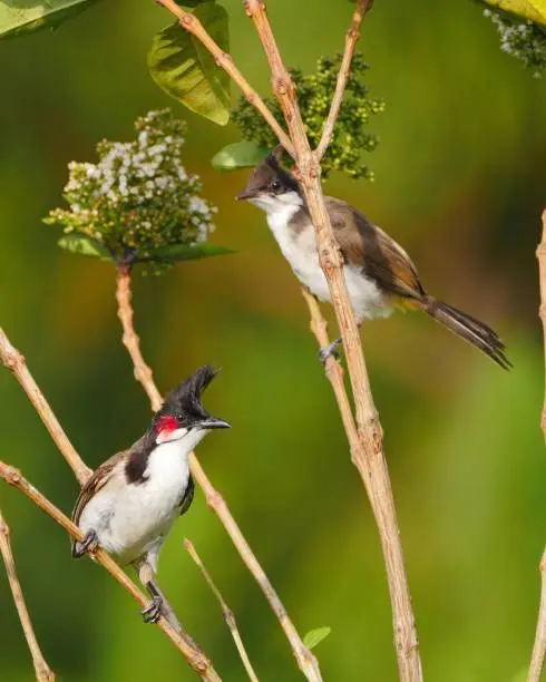 Photo of Red whiskered Bulbul bird and juvenile perching in natural habitat