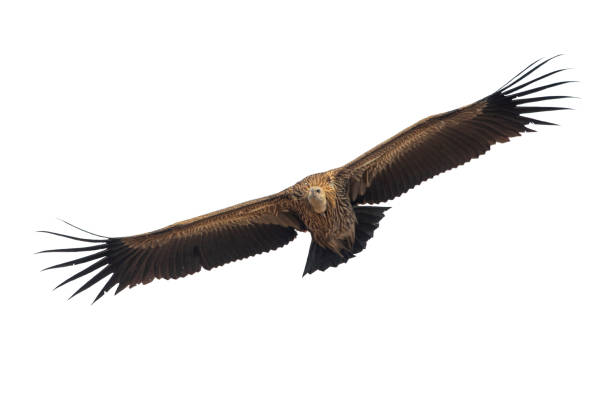 istock Himalayan Griffon Vulture flying isolated on white background 1194267306
