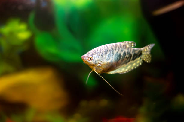 istock Blue gourami - aquarium fish in a decorative aquarium 1194267838