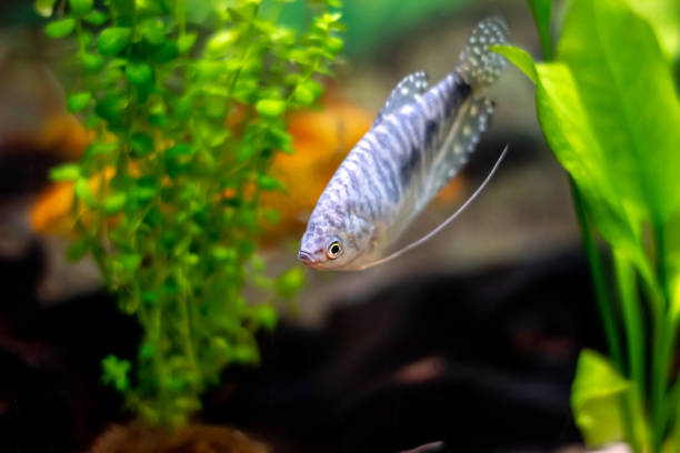 istock Blue gourami - aquarium bright spotted fish 1194267865