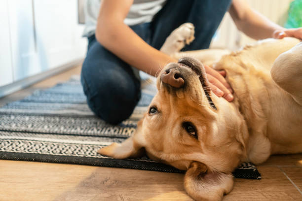 istock Teen boy playing with his dog 1194269570
