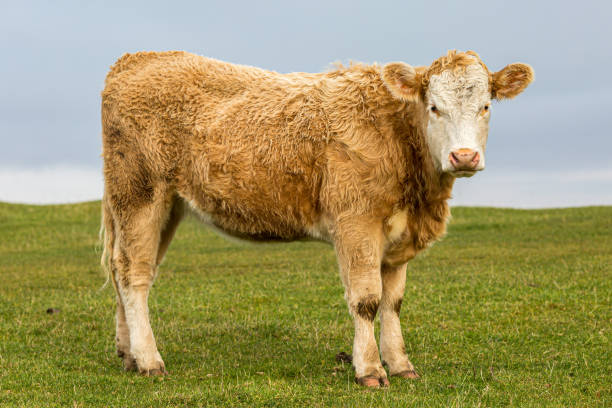 istock A Portrait of a Cow 1194270016