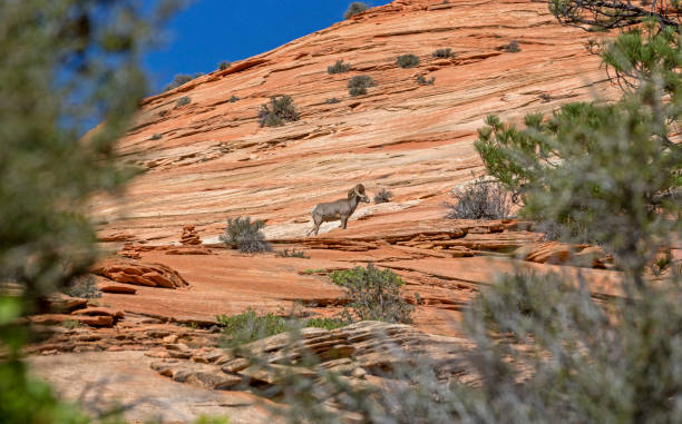 East exit of Zion National Park / past the Canyon overlook Trail -near and around Checkerboard Mesa : This famous formation was originally named so by Preston P. Patrow, the 3rd superintendent of Zion. Standing at 6,670 feet, it was named for its checkerboard appearance caused by the horizontal cross-bedding of ancient sand dunes and vertical cracking due to expansion and contraction of the sandstone during winter.\nDesert Bighorn, perfectly adapted to survive in severe desert climate are seen between Zion-Mt. Carmel Tunnel &  East Entrance.