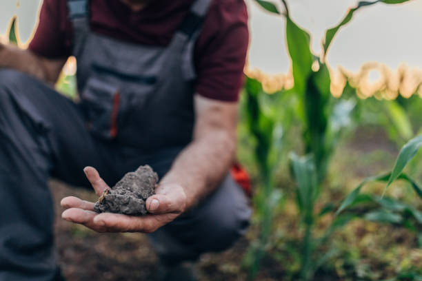 Senior farmer checking the soil at the farm