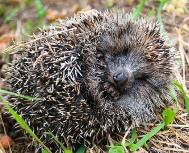 istock The spiny hedgehog hides curled into a ball. 1194271051