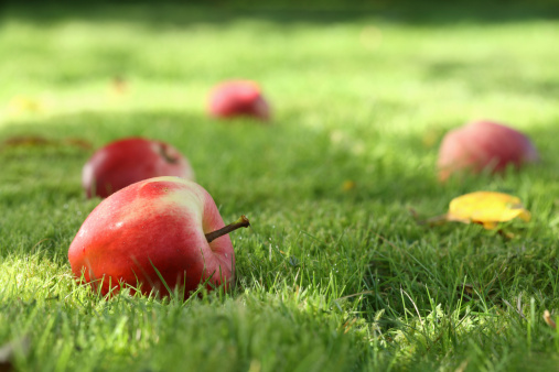A Close-Up shot Captures the Allure of Fresh Red Organic Ripe Apples Scattered on a Grassy Field,Each Fruit a Testament to the Rich Fertility of the Land and the Farmer's Commitment to Organic Cultivation.