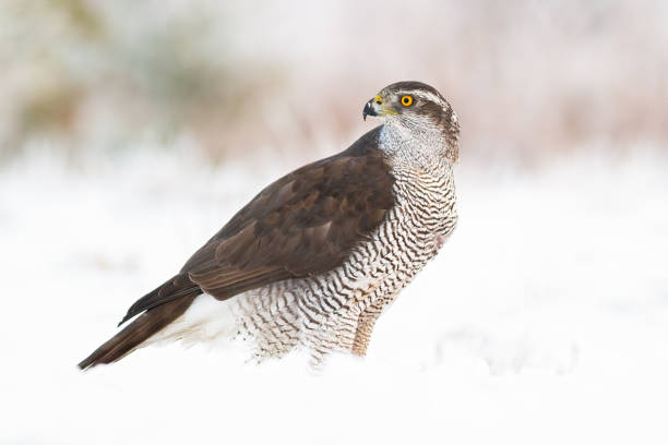 istock Northern goshawk, accipiter gentilis on snow in winter 1194271900