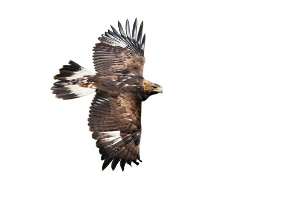 istock Golden eagle flying with wings spreading wide isolated on white background 1194271958